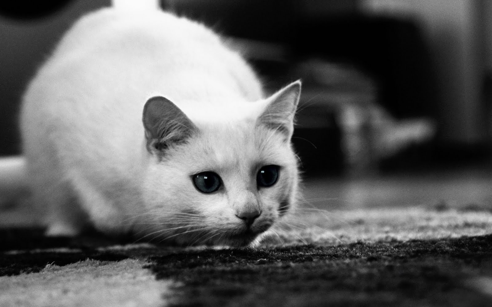 10 Gambar Kucing  Paling Cantik  dan Imut