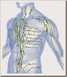 omivn-lymph-system