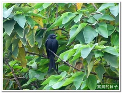 20120113_132324_002_BeiTou_4