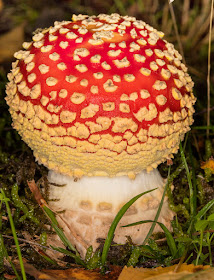 Young Amanita muscaria, Fly Agaric.  Beacon Wood Country Park, 8 October 2015.