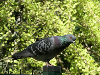 Pigeon biset - Pigeon des villes - Pigeon commun - Columba livia