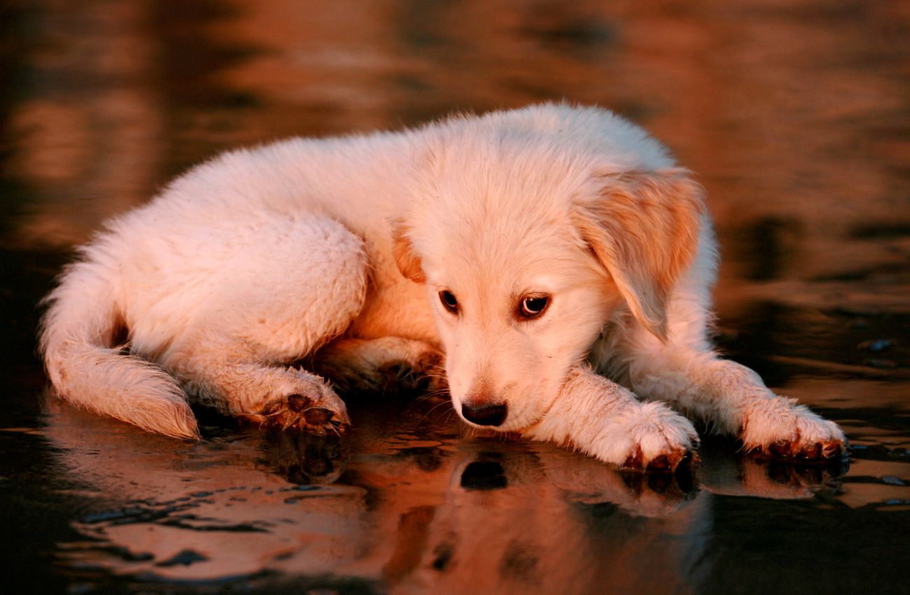 Como Escolher o Melhor Nome para o Cachorro?