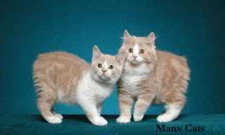 Varieties of Manx Cat 