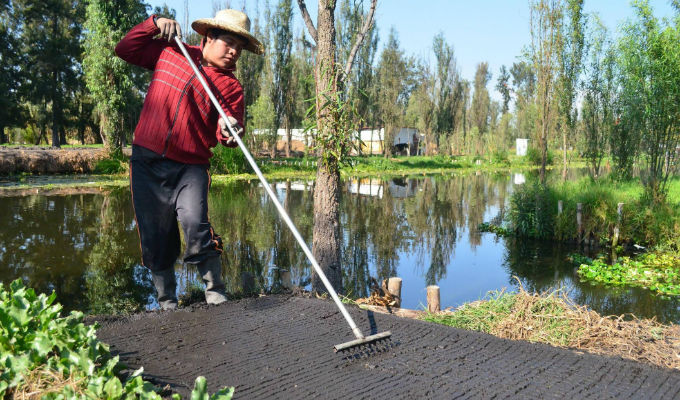 En Xochimilco empezamos a limpiar los canales en la zona chinampera: Acosta Ruiz