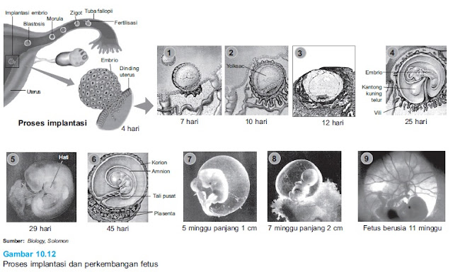 Proses implantasi dan perkembangan fetus