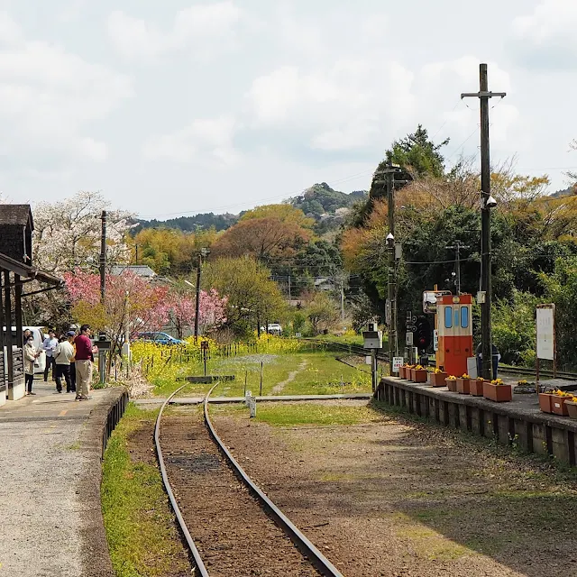 上総中野駅　桜　菜の花