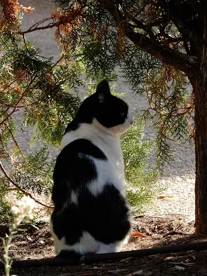 バレンシア大学(Universitat de València)の猫