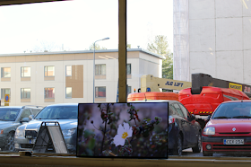 Image of a video work Necropolis by Trestalkers. A video screen leans to a window, with cars parked outside and residential flats behind them, and an image of a flower on the screen.