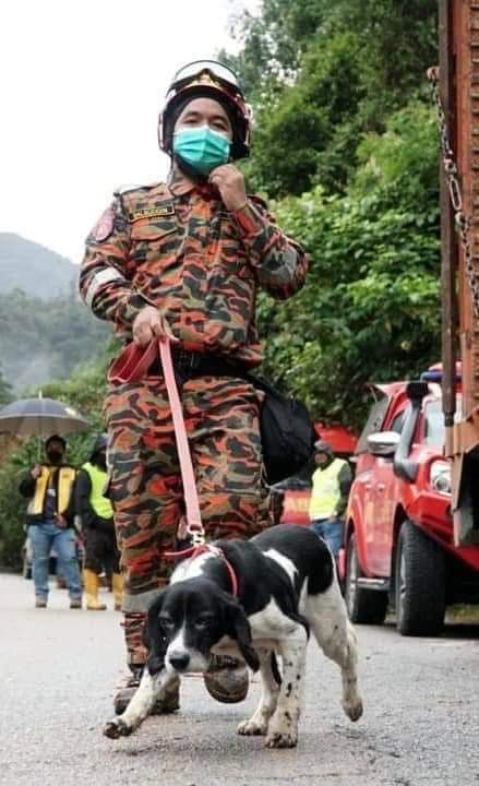 Anjing Pengesan Unit K-9 Bomba Tanah Runtuh Batang Kali