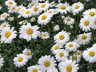 Oxeye Daisies wallpaper