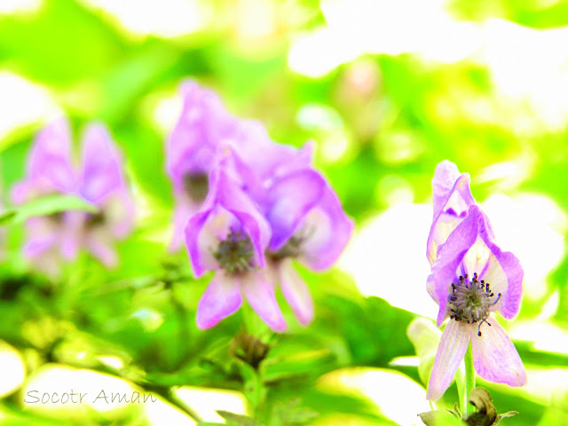 Aconitum japonicum