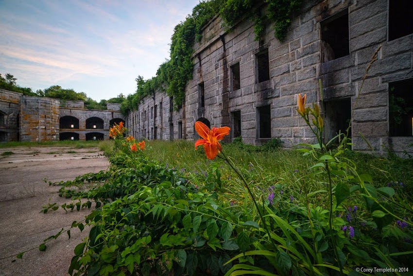 Portland, Maine Fort Gorges Casco Bay flowers july 2014 summer photo by Corey Templeton