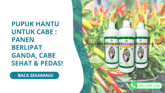 pupuk hantu untuk cabe