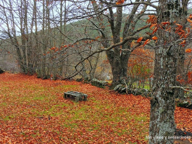 Otoño en el Castañar de Casillas, Valle del Tietar, Sierra de Gredos