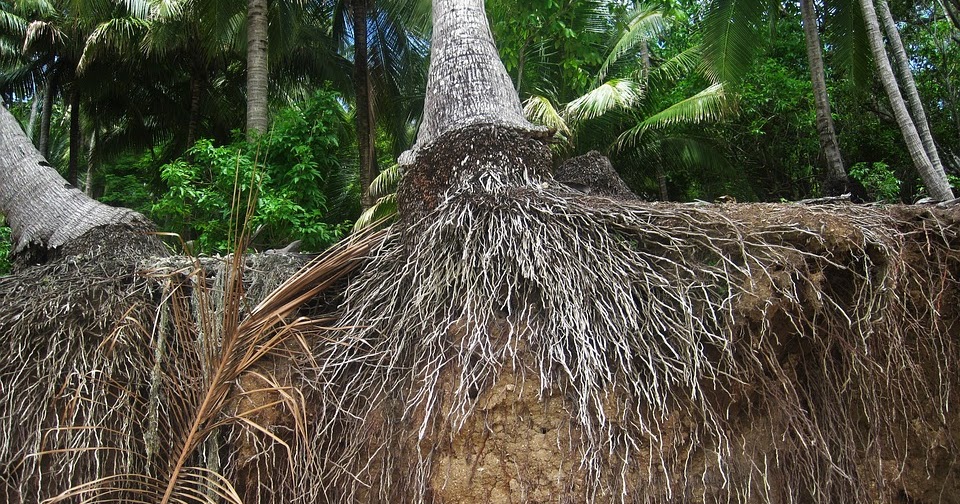 Manfaat akar kelapa untuk pria perkasa - masturnado