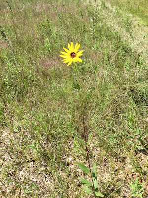 Helianthus pauciflorus (Stiff Sunflower)