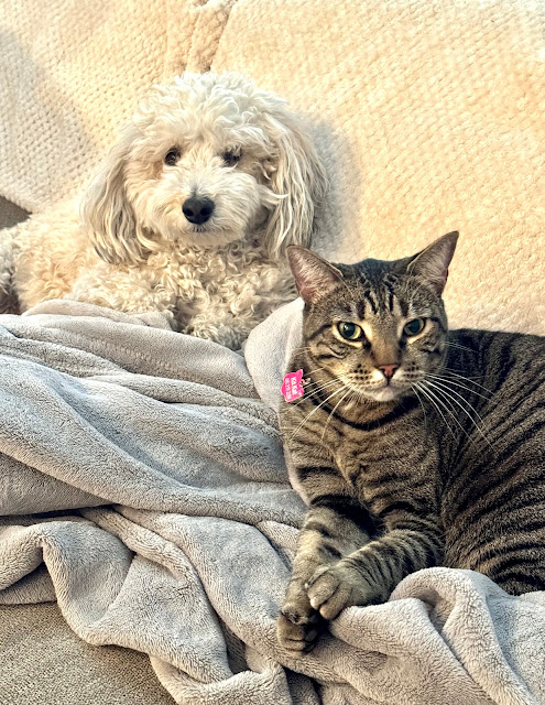 Snickers the dog and KitKat the cat