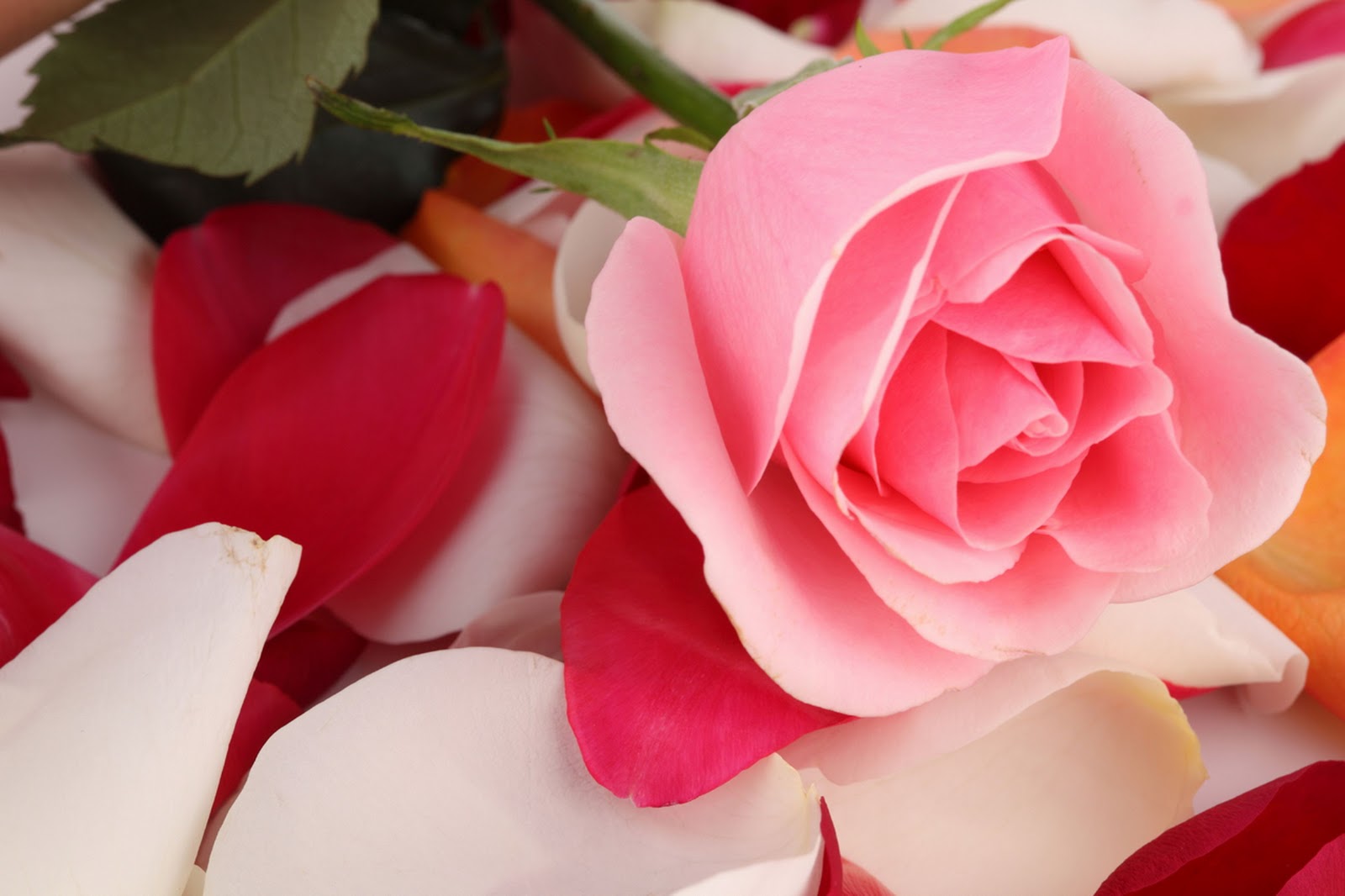  Gambar  Bunga  Mawar yang Cantik Cantik