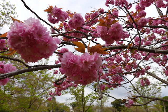 鳥取県米子市久米町　湊山公園　カンザン (関山）