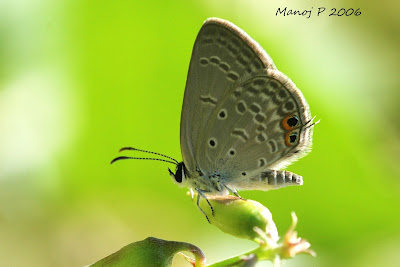 Gram Blue Butterfly