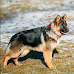 The Best Brushes For German Shepherds in The United States