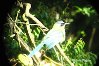 Blue-capped Motmot – Monteverde, Costa Rica – June 21, 2011