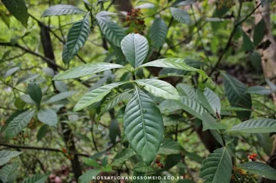 imagem-do-arbusto-com-as-folhas-verde-escuras-e-com-nervuras-primaria-e-secundarias-visiveis