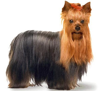 yorkshire terrier dog puppy breeds hound chien hund perro canine animals domestics maskotak pets Haustiere huisdieren animaux de compagnie husdjur info