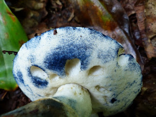 Bolet bleuissant - Gyroporus cyanescens