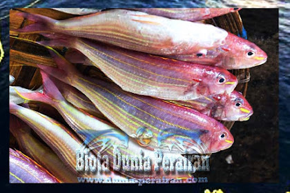 Jenis Produk Dari Ikan Kerisi