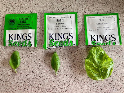 The three varieties of basil leaves next to the seed packets.