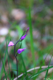 céphalanthère rouge (Cephalanthera rubra), Fontainebleau