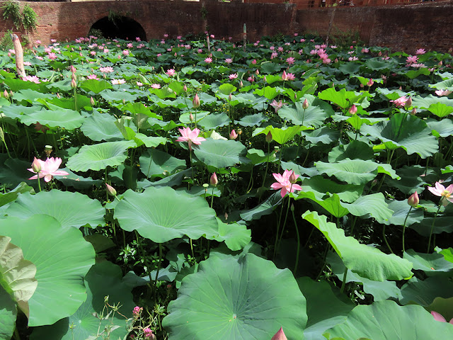 Water lilies, Piazza delle Gondole, Pisa