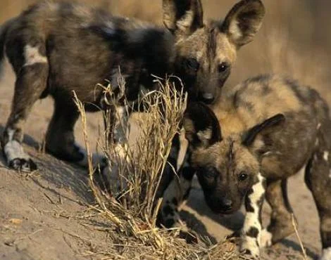 Afrika Yaban Köpeği Hakkında Bilgi