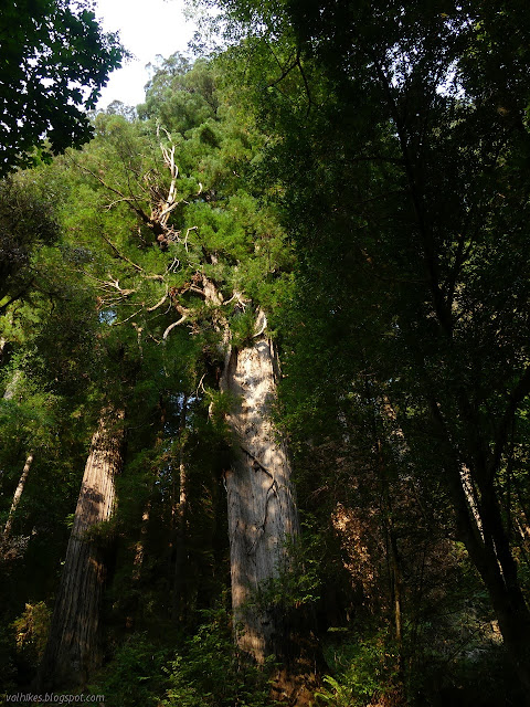 raised area becomes tall, twisting branch