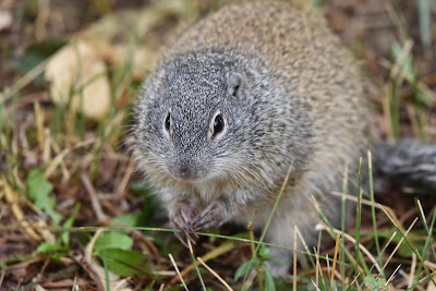 Franklin's Ground Squirrel Trans Canada Trail.