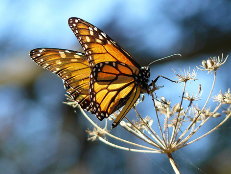 mariposa sobre dandelion