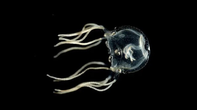 Surprising Learning Abilities in Brainless Jellyfish, Challenging Neuroscientific Assumptions
