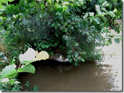 TreeBoat