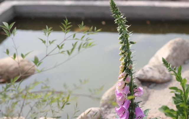 Foxglove Flowers Pictures