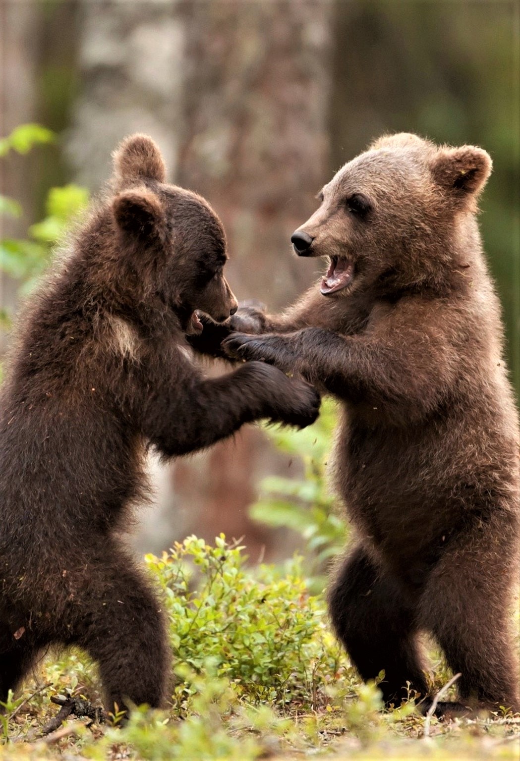 Young bear siblings play.