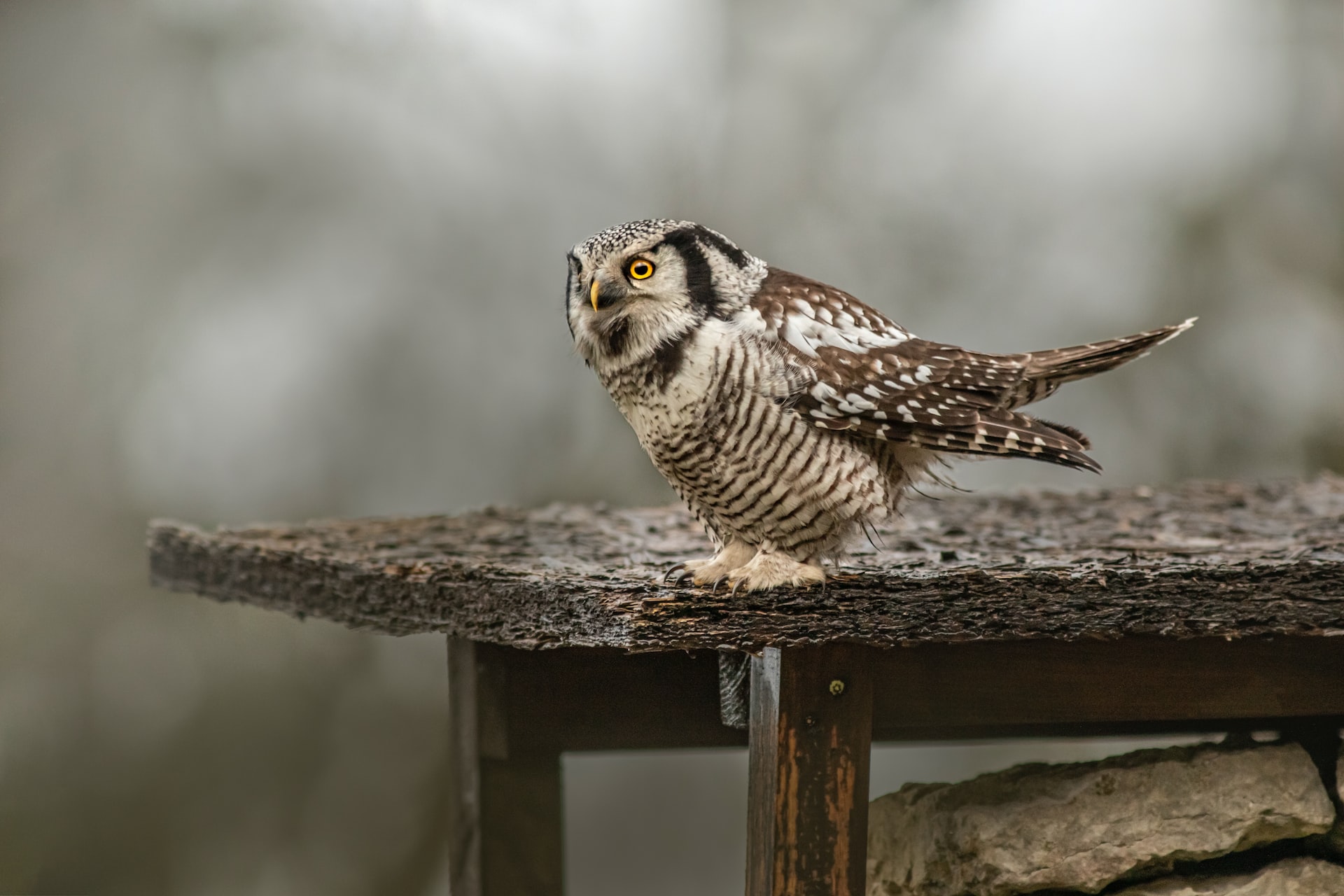 The Beautiful and Intricate Songs of Birds