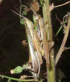 Locusts Mating Picture