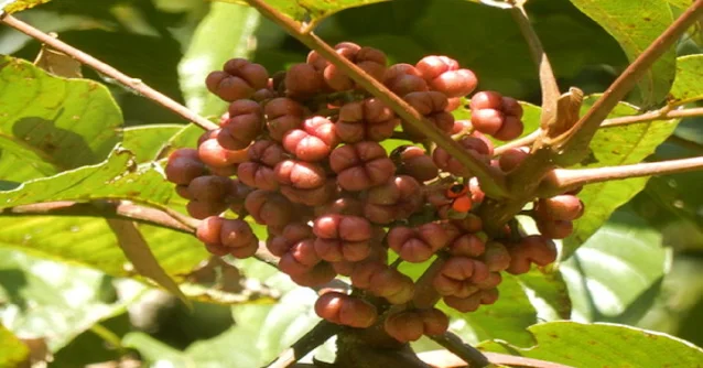 Kanumpaa,  कानुम्पा, बकुम्बा, Beach, Tetradium fraxinifolium