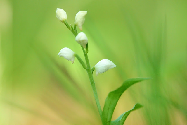 Cephalanthera erecta