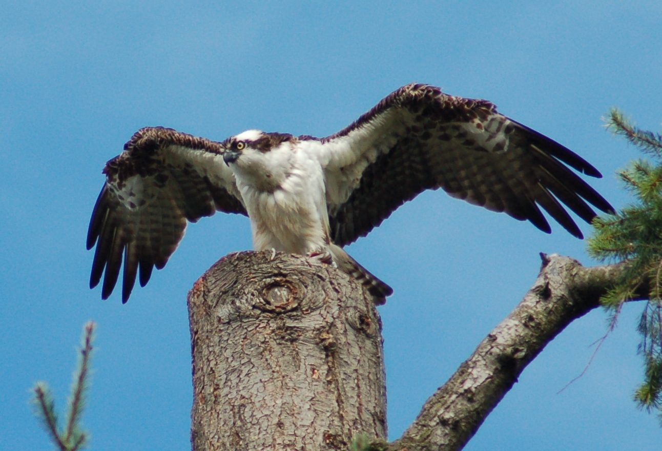 Meet the Osprey Bird: Sea Hawk of the Sky - Birds and Blooms