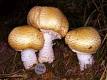 Agaricus blazei