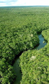 A luxuriante vegetação da floresta amazônica não engana os entendidos: a Amazônia não é o pulmão do mundo