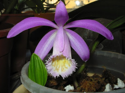 Pleione hookeriana care and culture