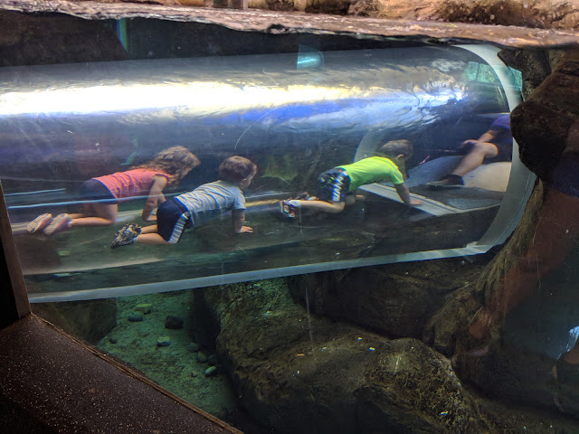 Gatlinburg, vacation, travel, family fun, to do with kids, Gatlinburg attraction, Ripley's Aquarium, Ripley's Aquarium Gatlinburg, Gatlinburg TN, Tennessee, fish, aquarium, tourist attraction, Gatlinburg with kids,